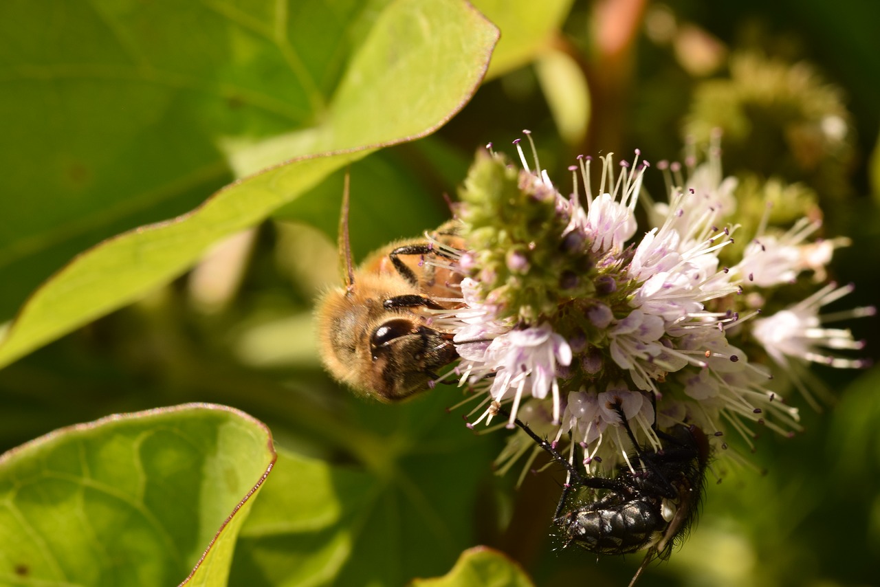 bee fly flower free photo