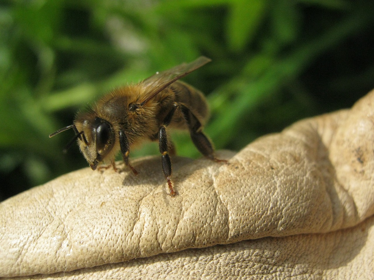 bee honeybee insect free photo