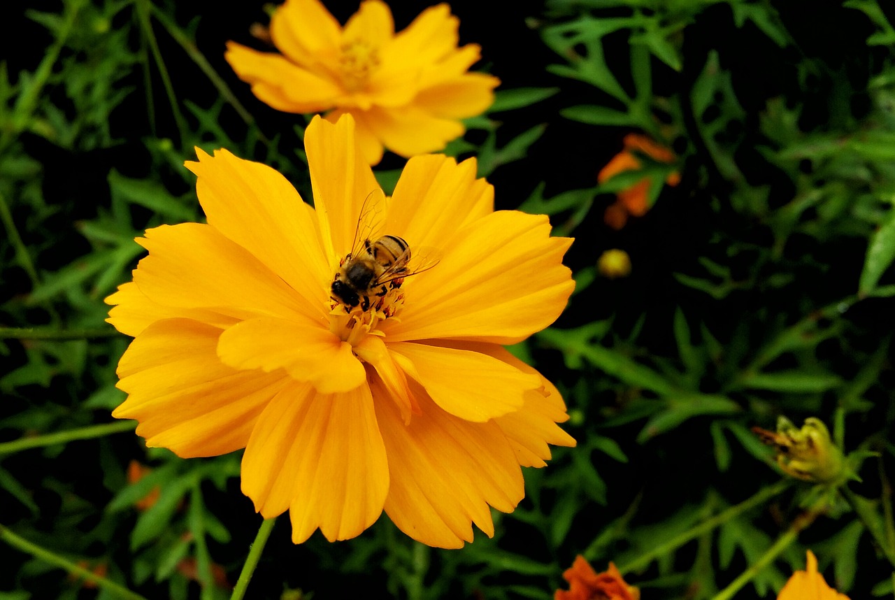 bee flower yellow free photo