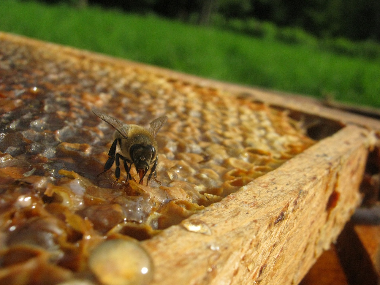 bee hive wax free photo
