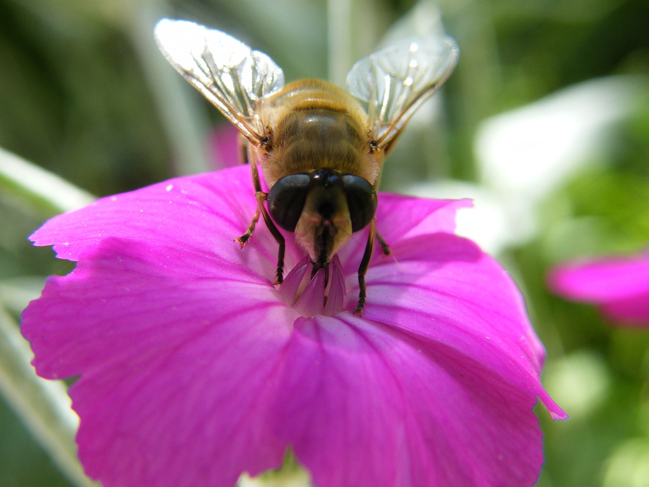 bee spring pollination free photo