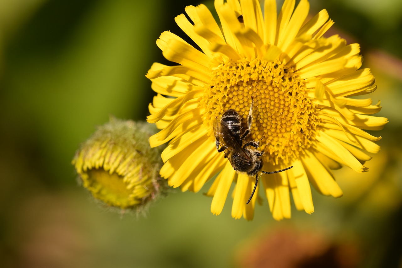 bee bee wild flower free photo