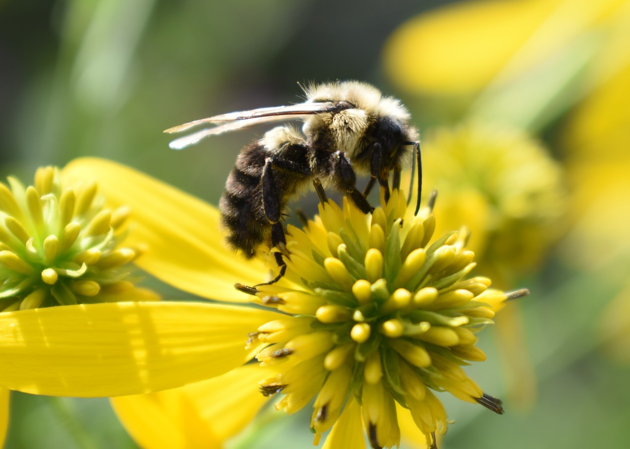 bee bumblebee pollen free photo