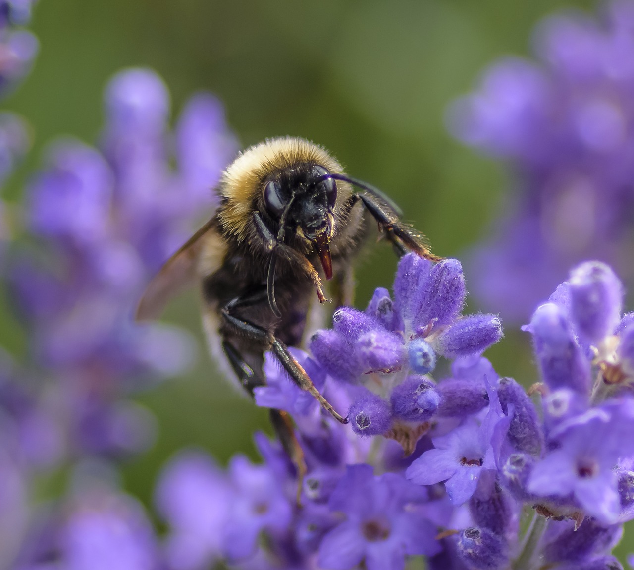 bee nectar pollen free photo