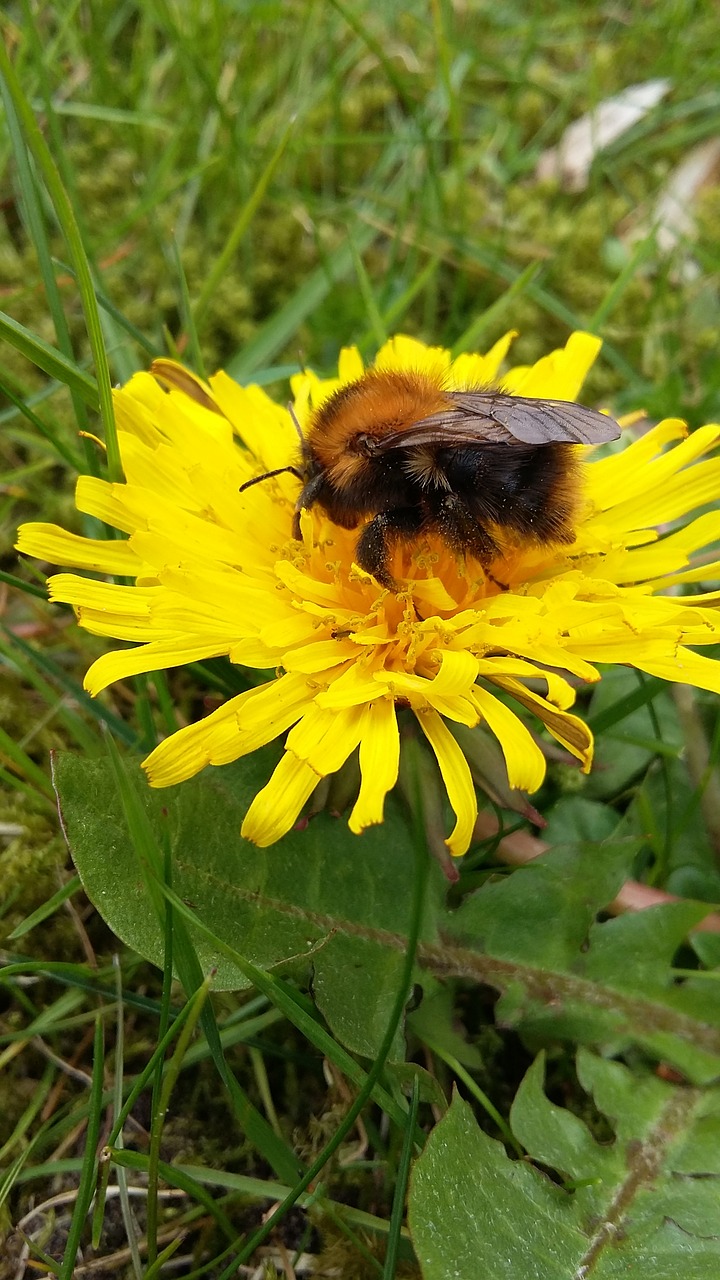 bee dandelion flower free photo