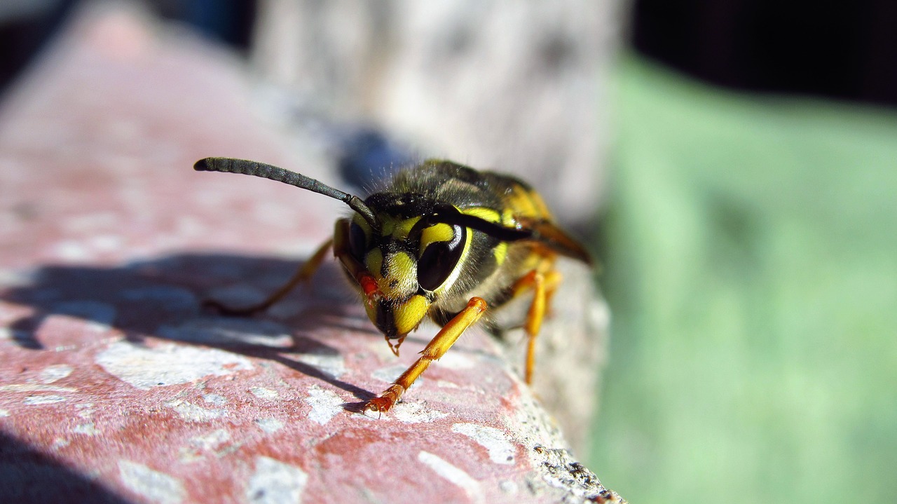 bee yellow insects free photo