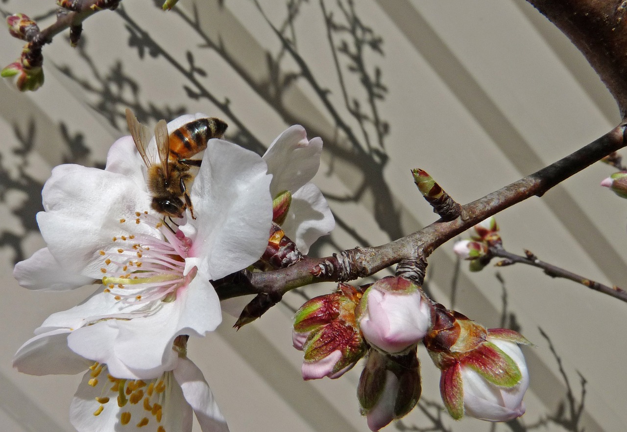 bee on almond free photo