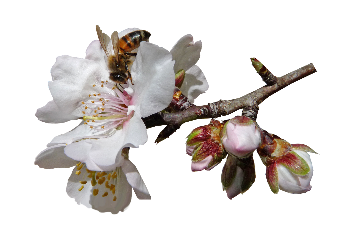 bee on blossom pollen free photo