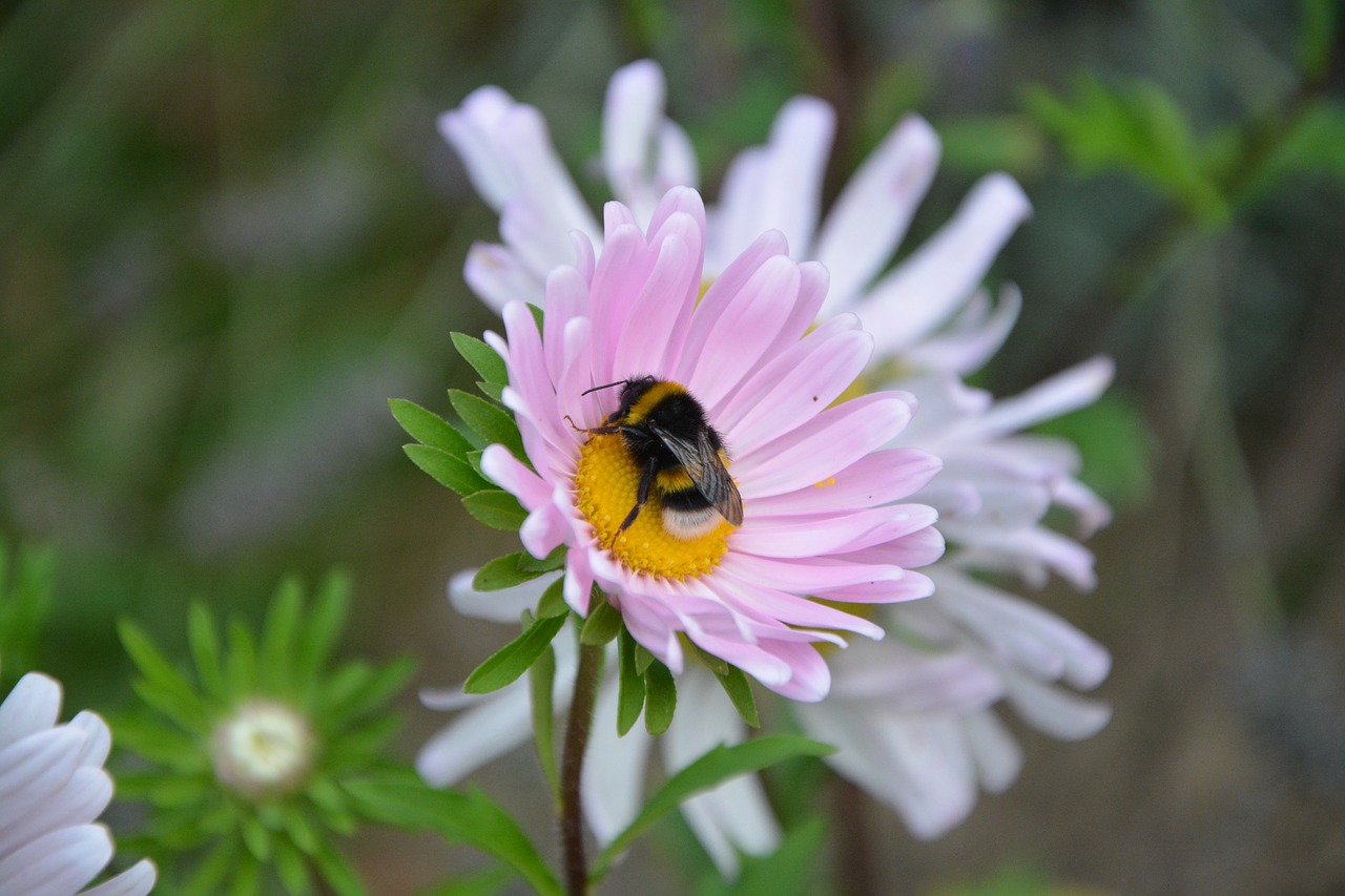 bee flower forage free photo