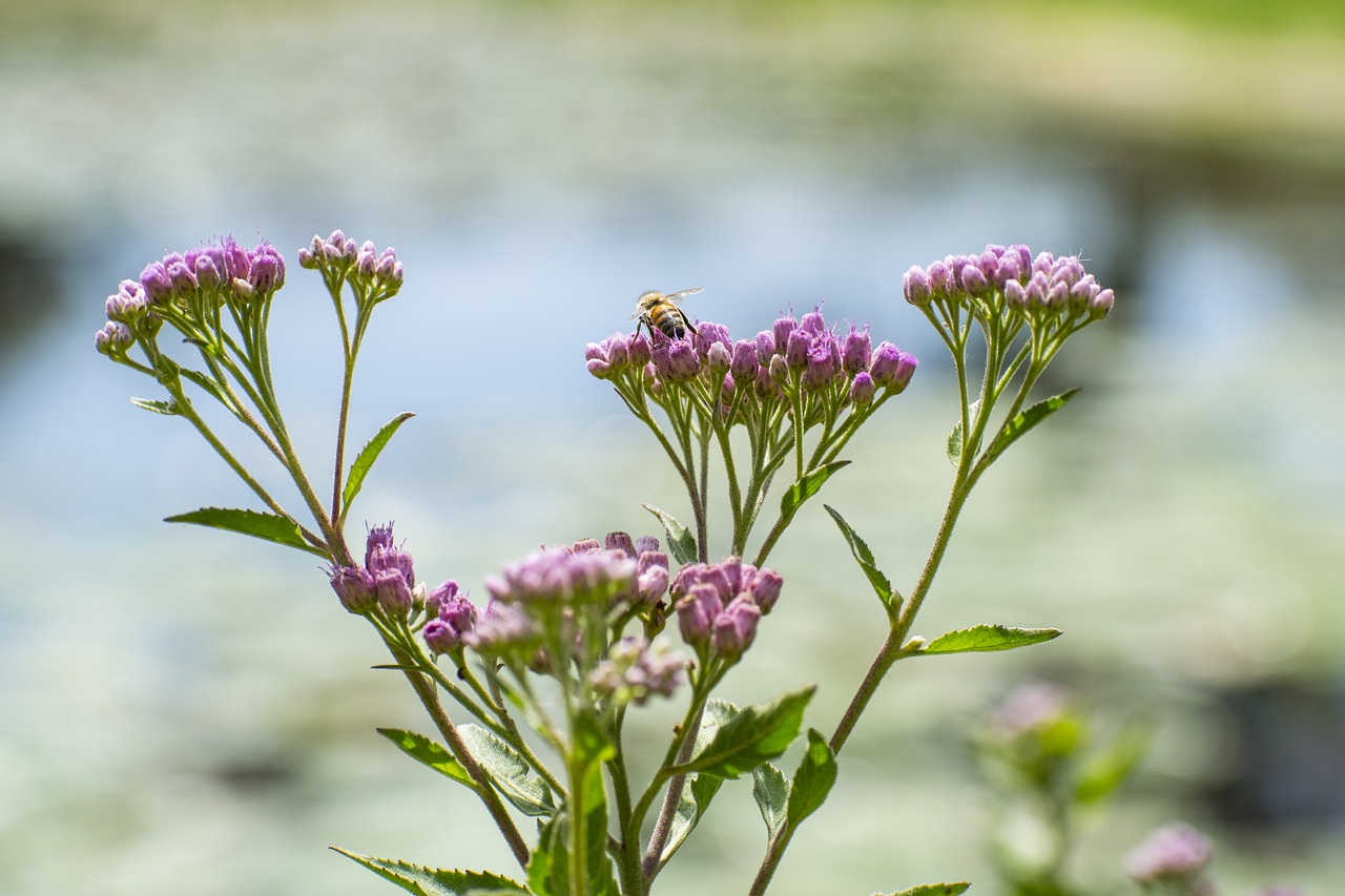 bee flower nature free photo