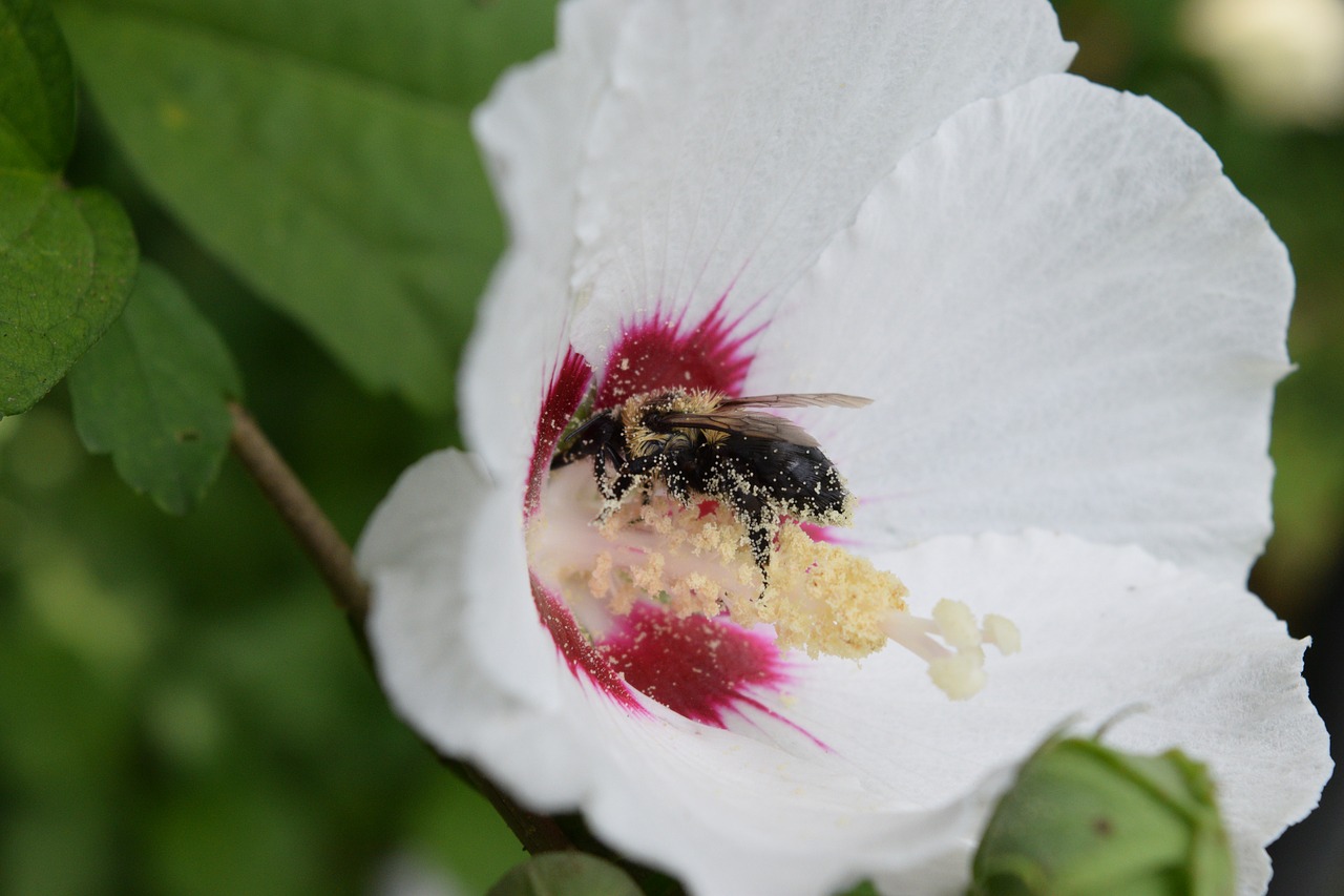 bee pollen garden free photo