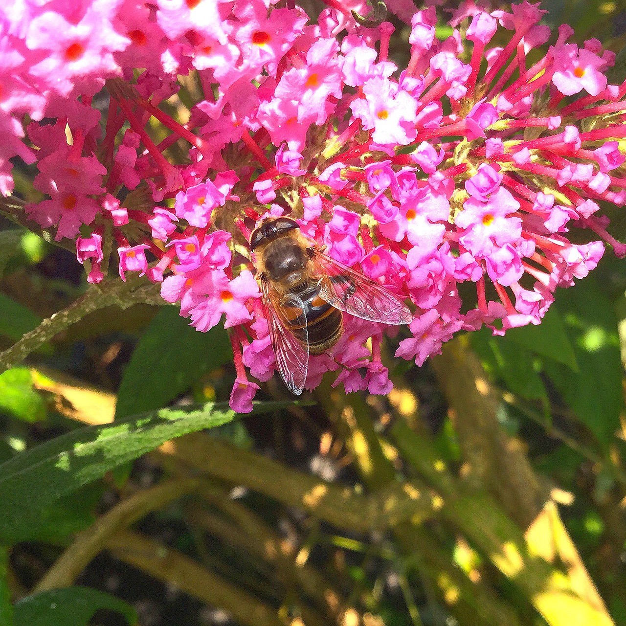 bee nature insect free photo