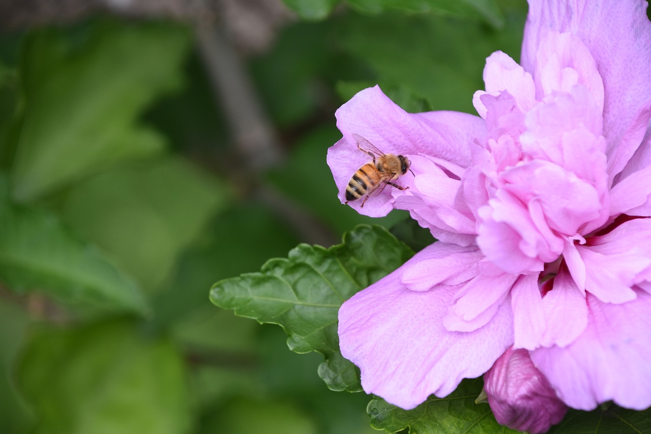 bee flower purple free photo