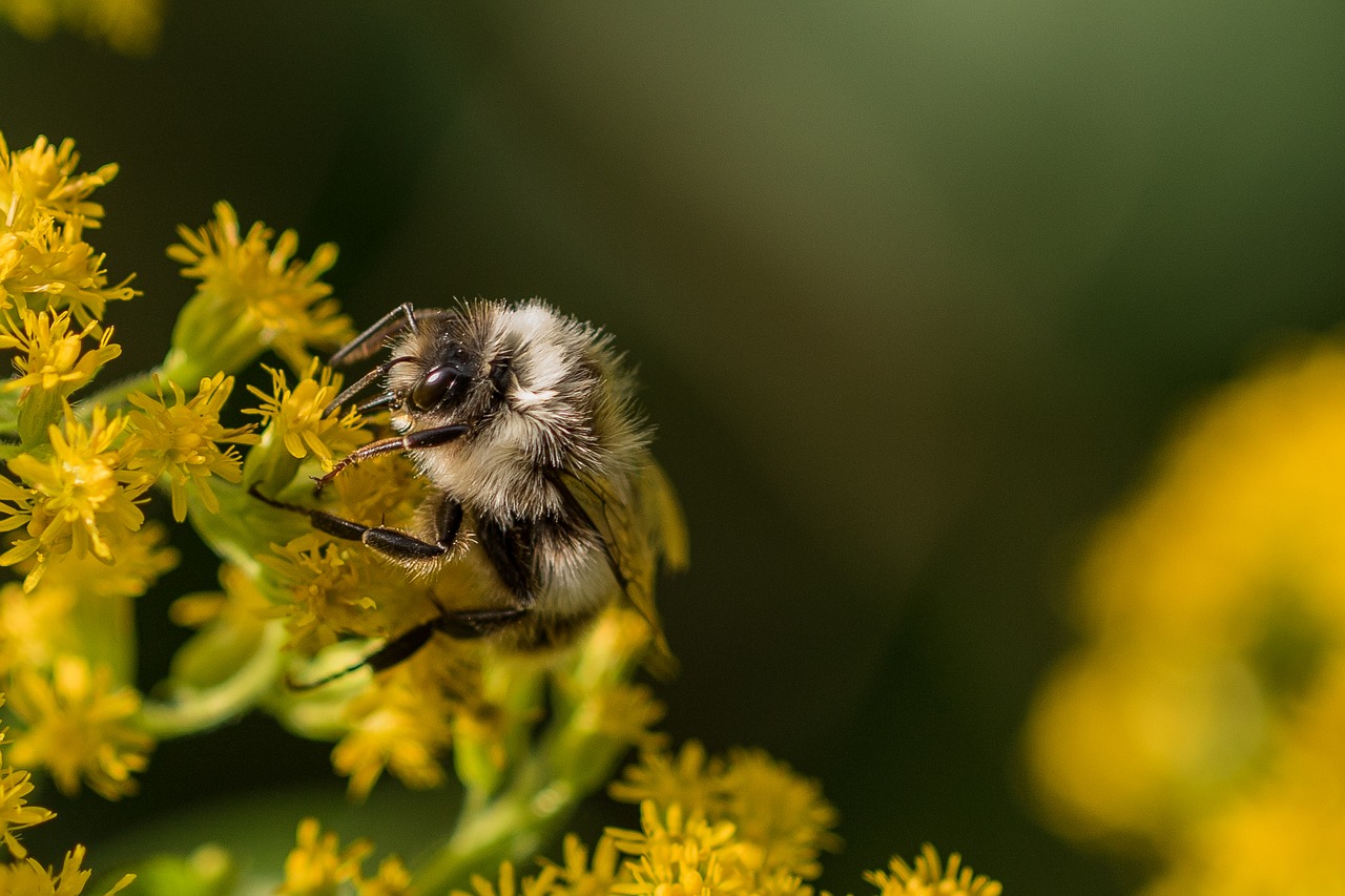 bee nectar pollination free photo