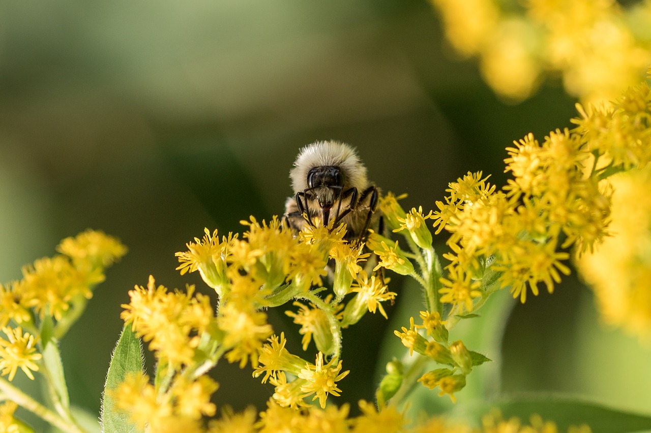 bee nectar pollination free photo