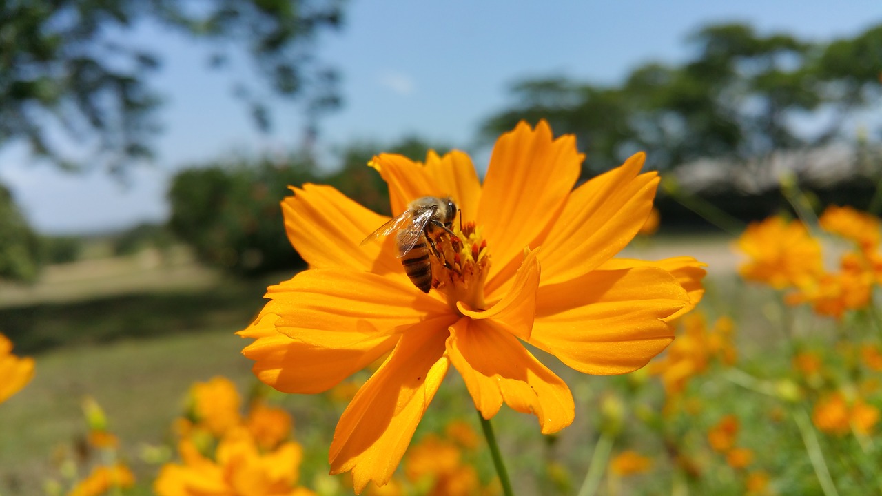 bee african bee flower free photo