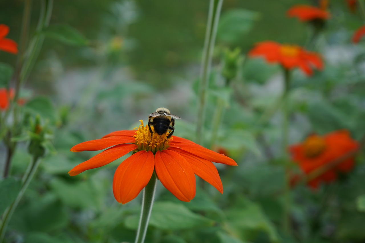 bee flower nature free photo