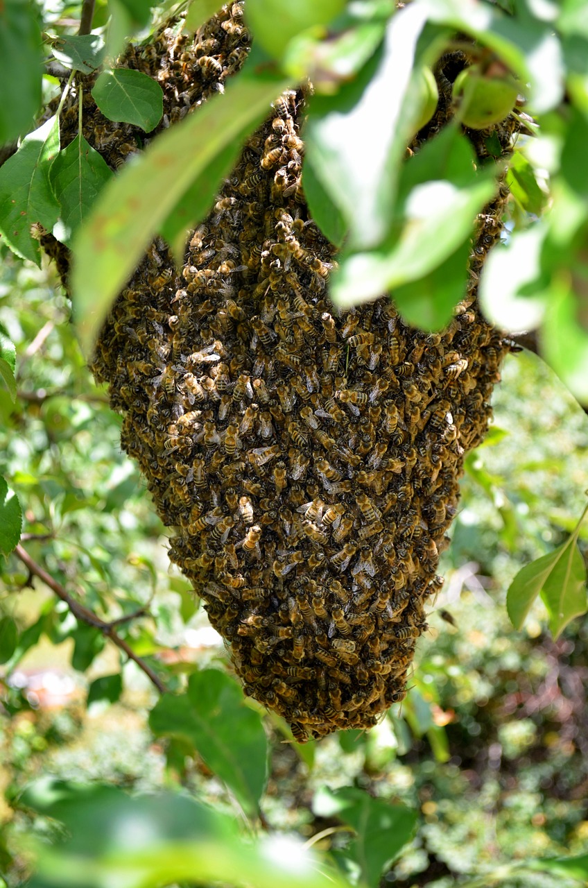 bee hive honeycomb chichewa free photo