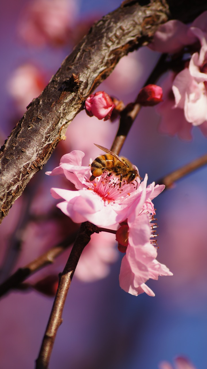 bee pink flower bokeh free photo