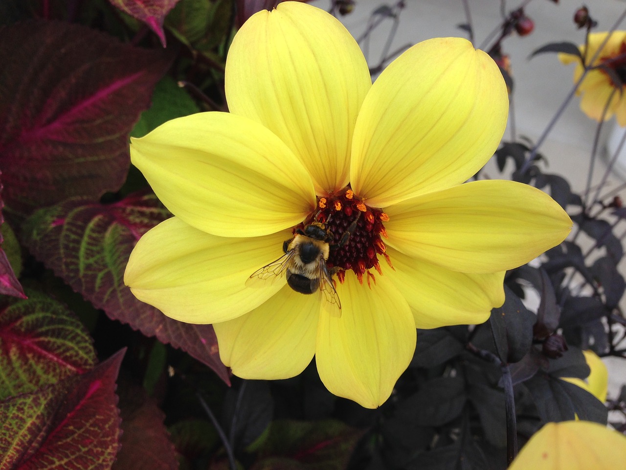 bee yellow flower free photo