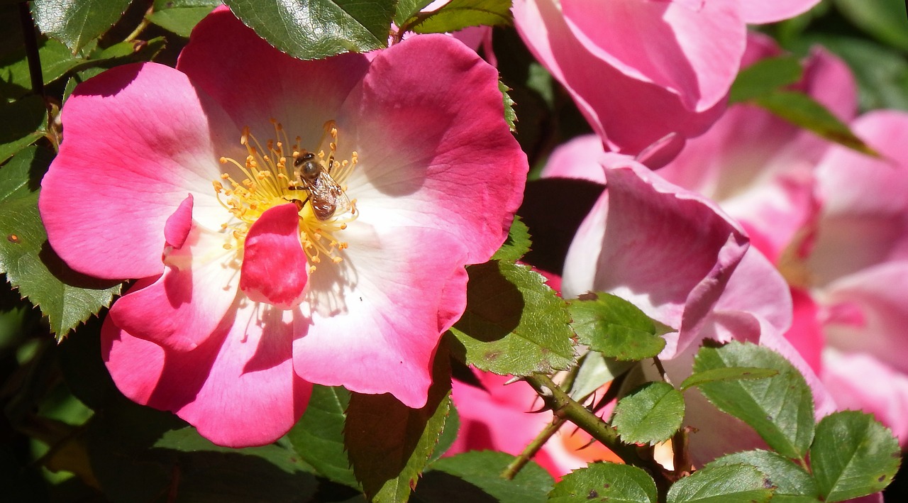 bee wild rose free photo