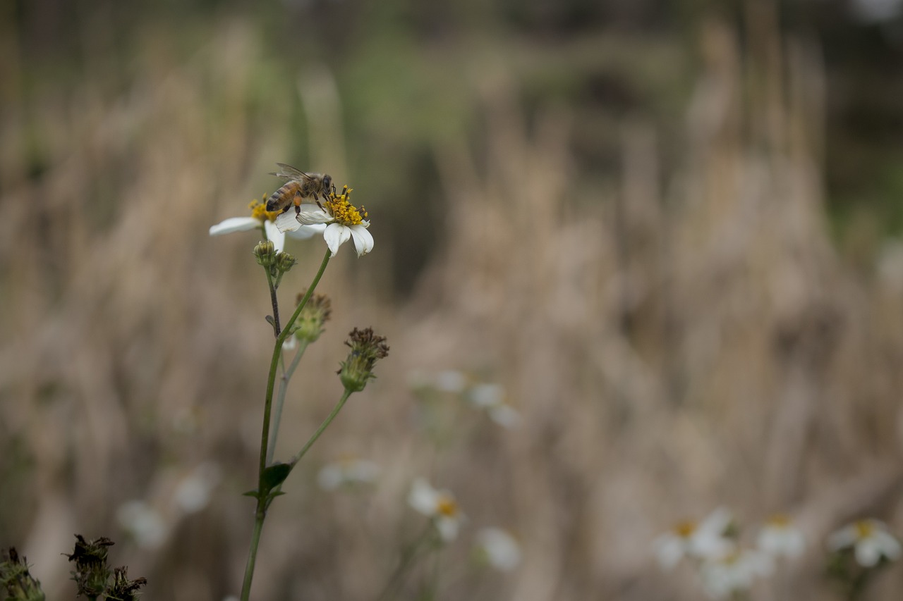 bee flower autumn free photo