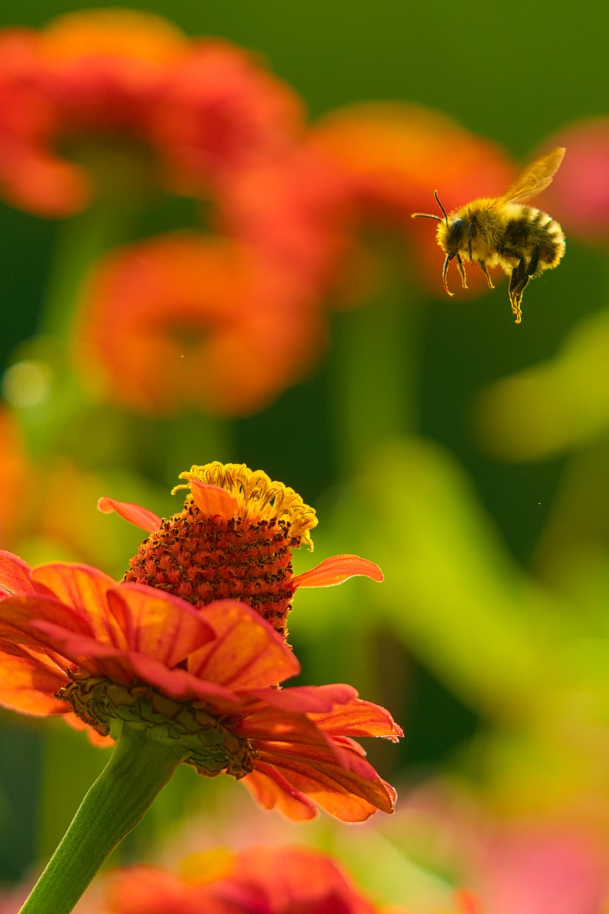 bee flower nature free photo