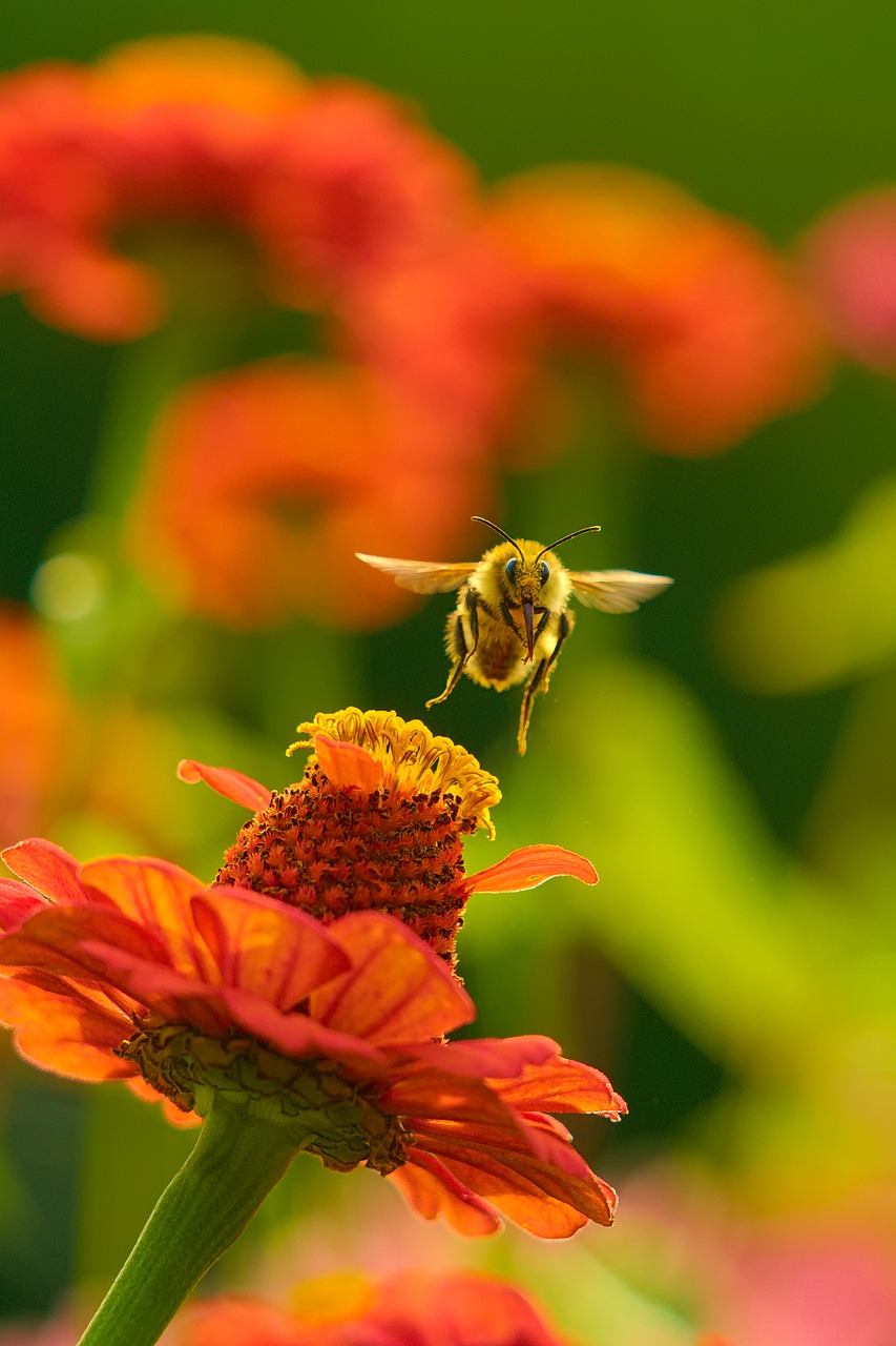 bee flower nature free photo