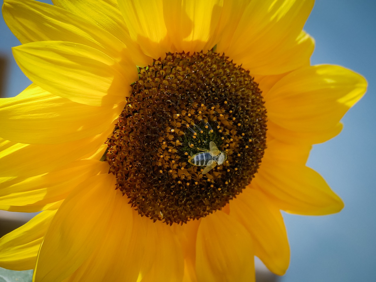 bee sun flower close free photo