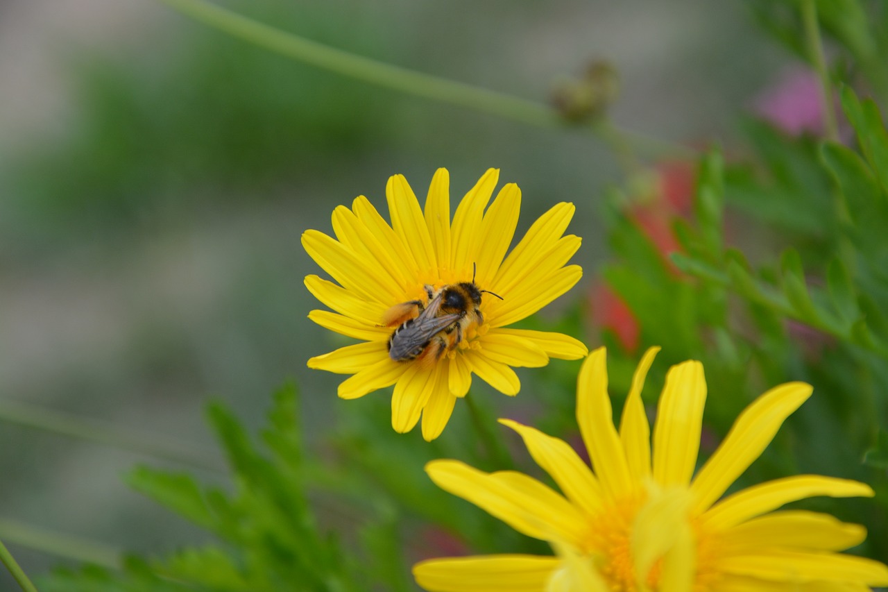 bee insect yellow flower free photo