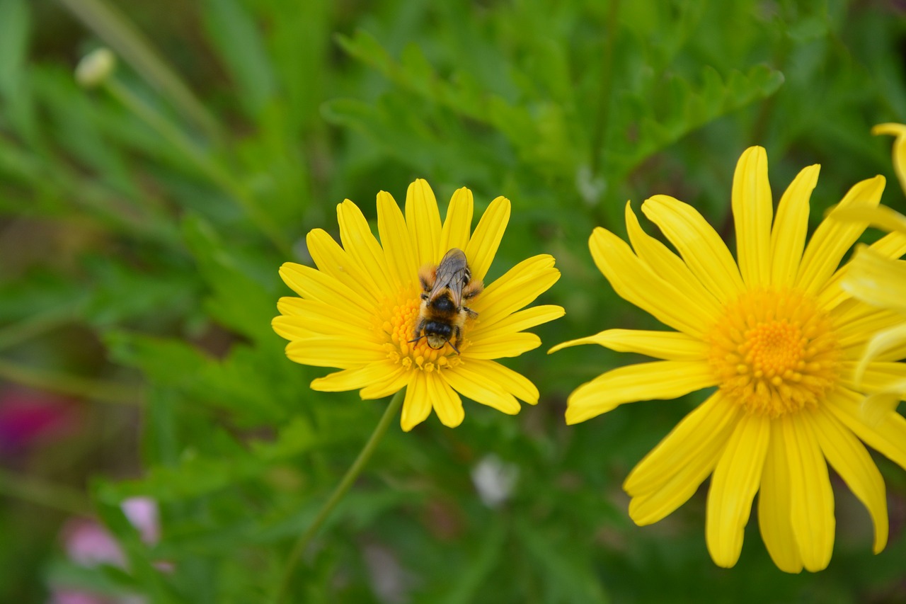 bee insect yellow flower free photo