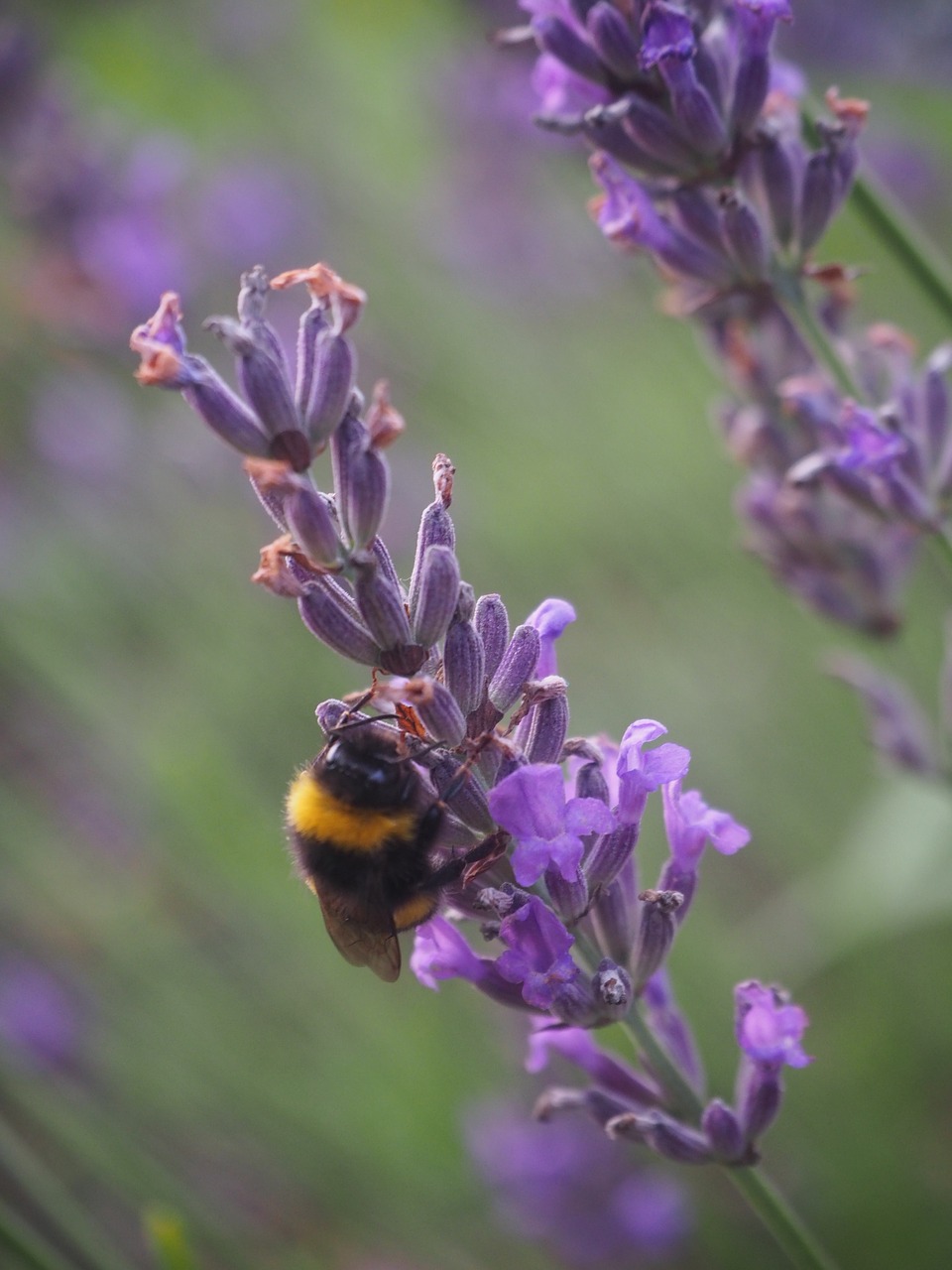 bee lavender summer free photo