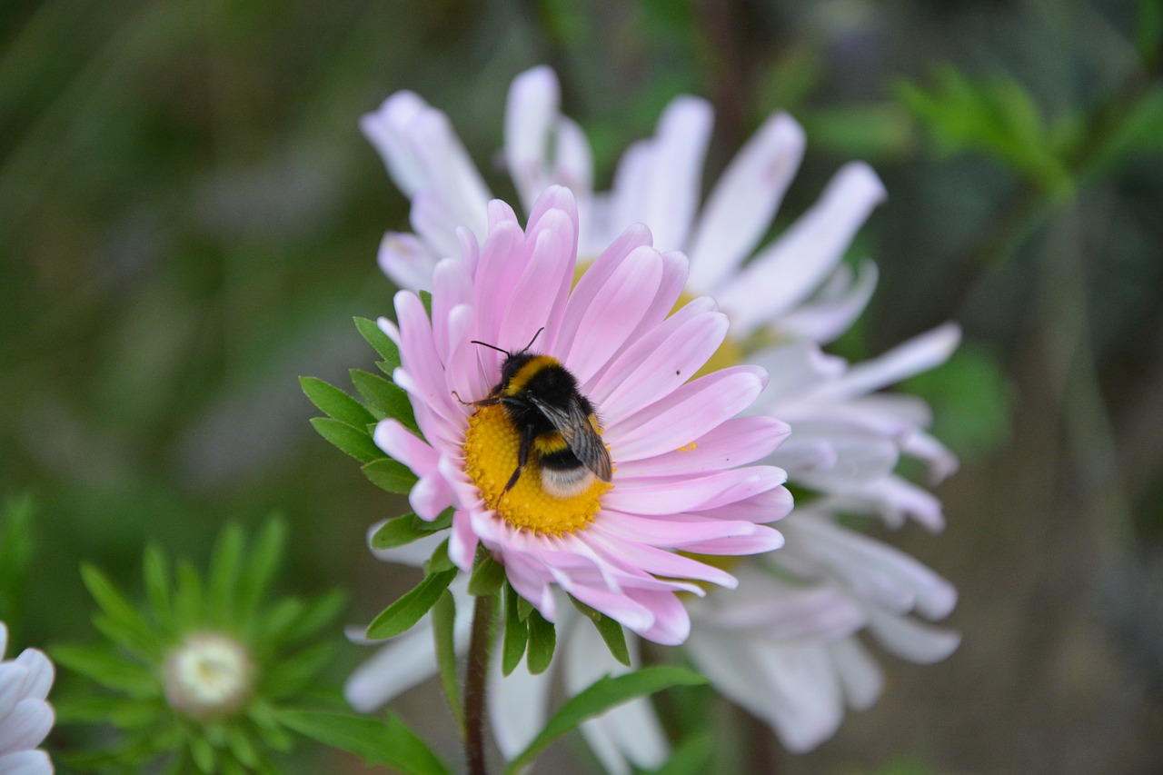 bee insect flower free photo