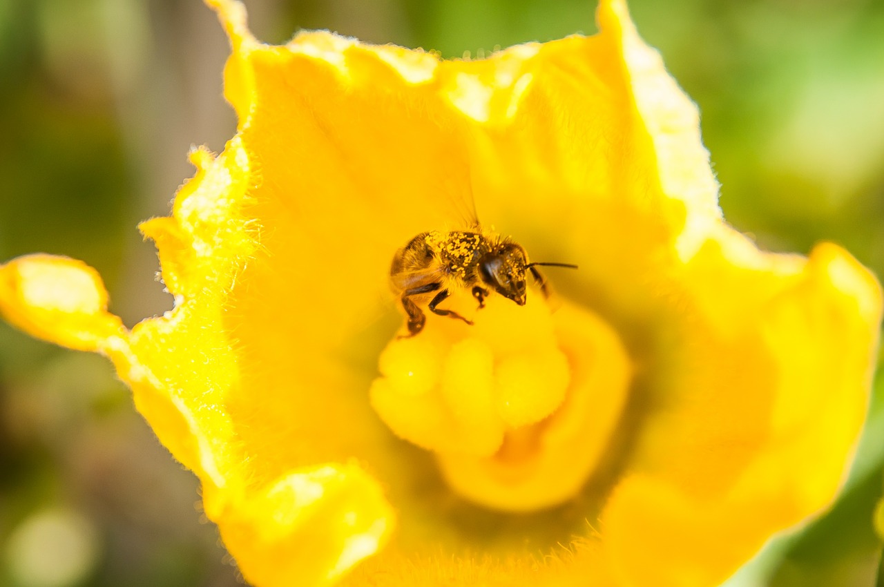 bee yellow pollen free photo