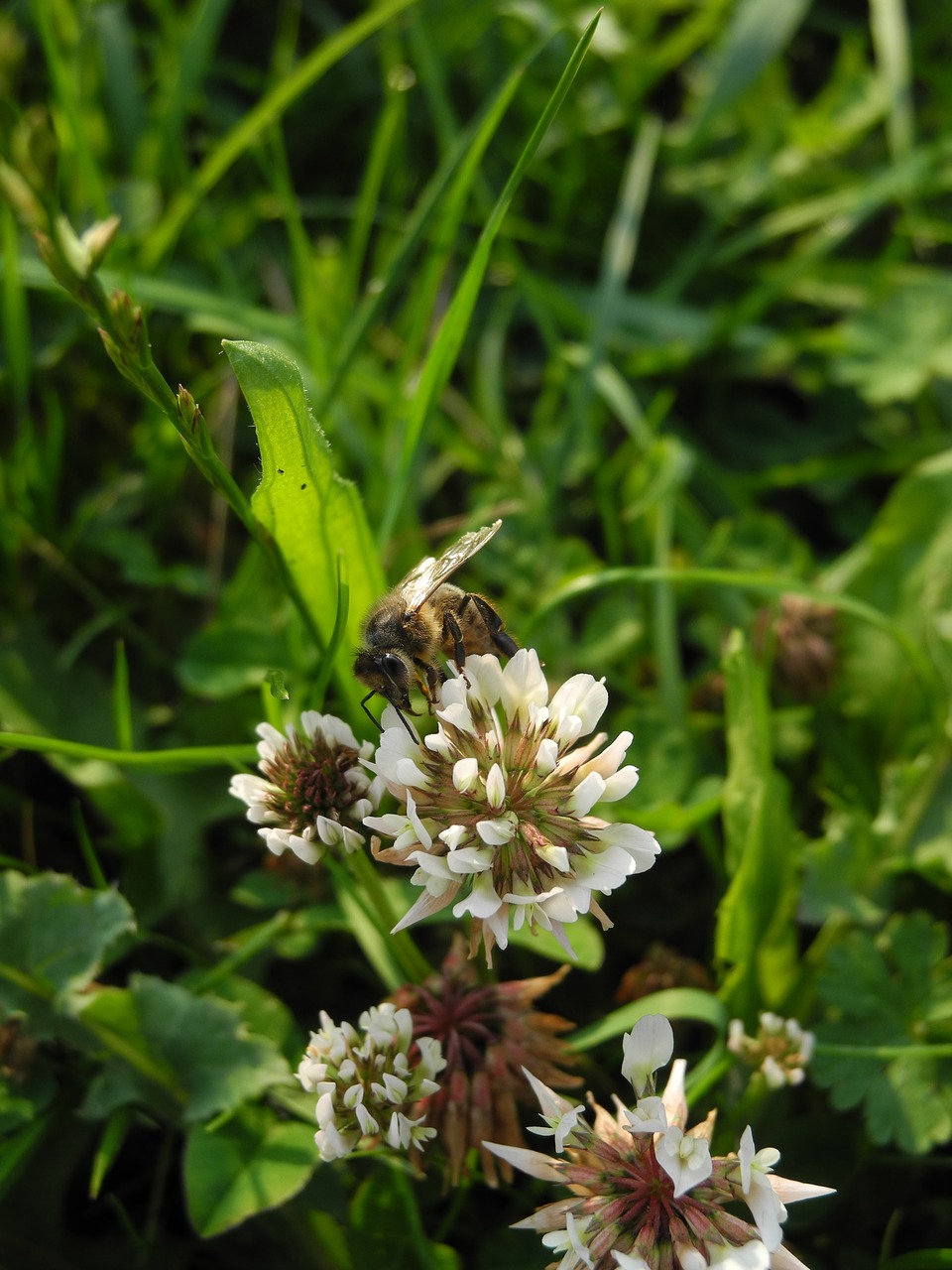 bee forage flower free photo