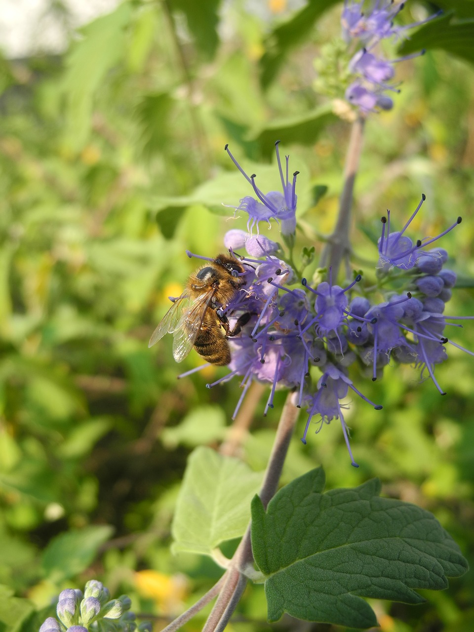 bee forage purple flower free photo