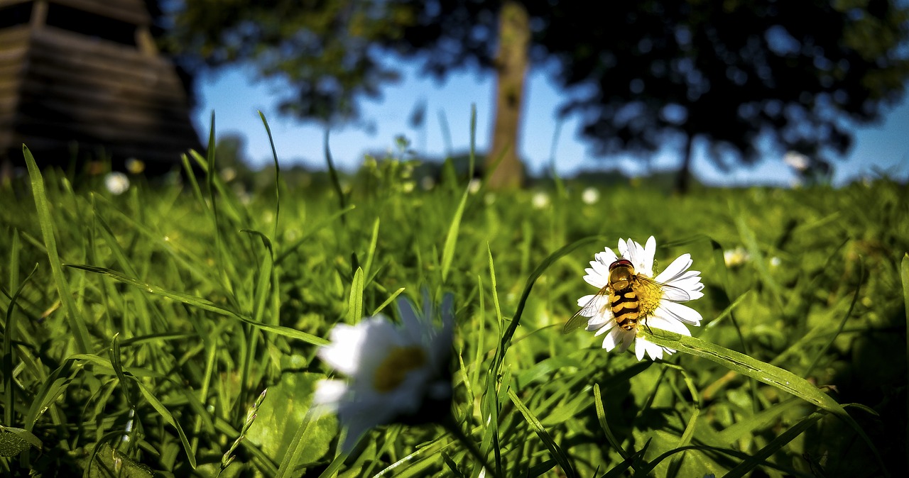 bee daisy meadow free photo