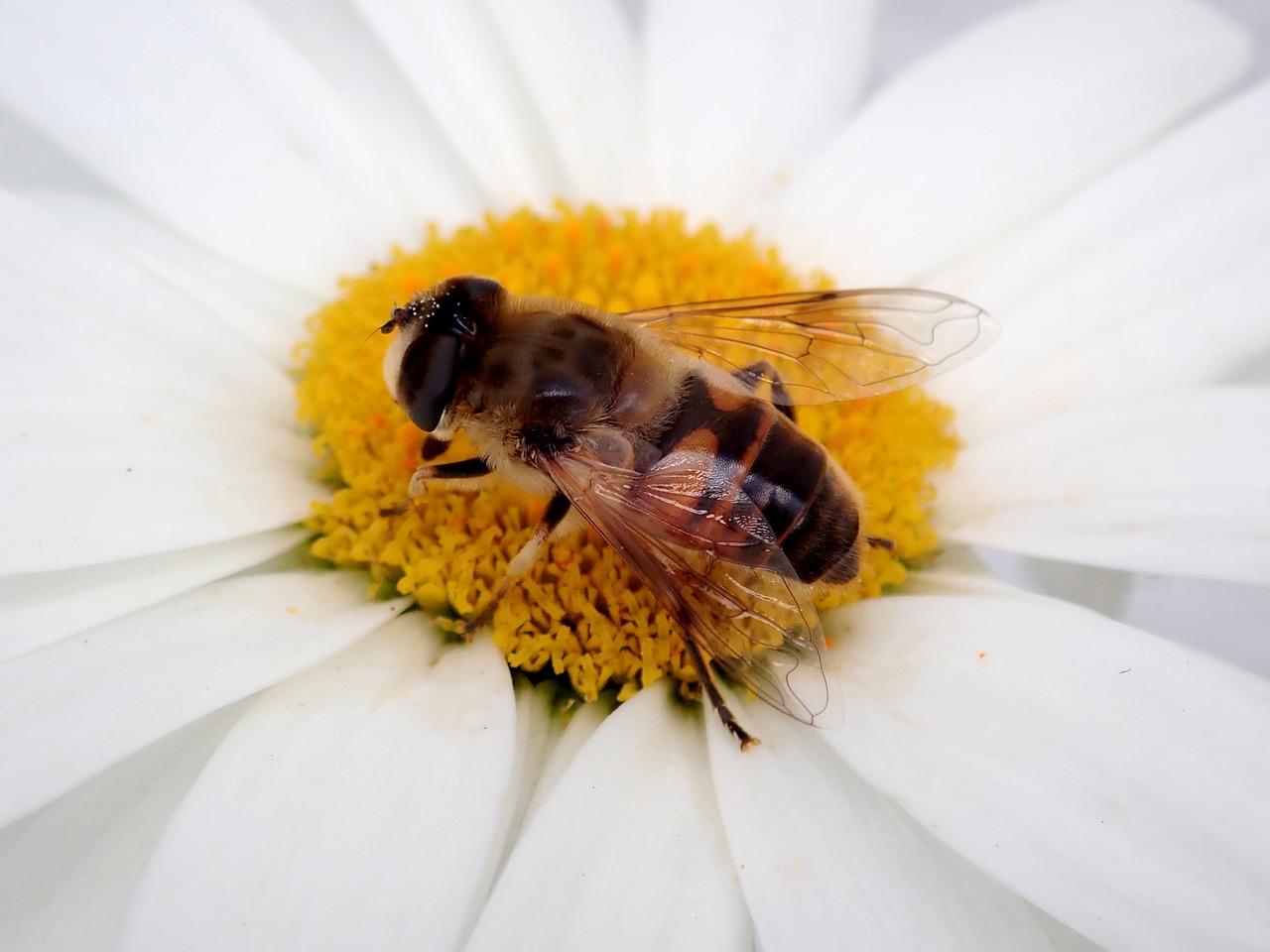 bee flower insect free photo