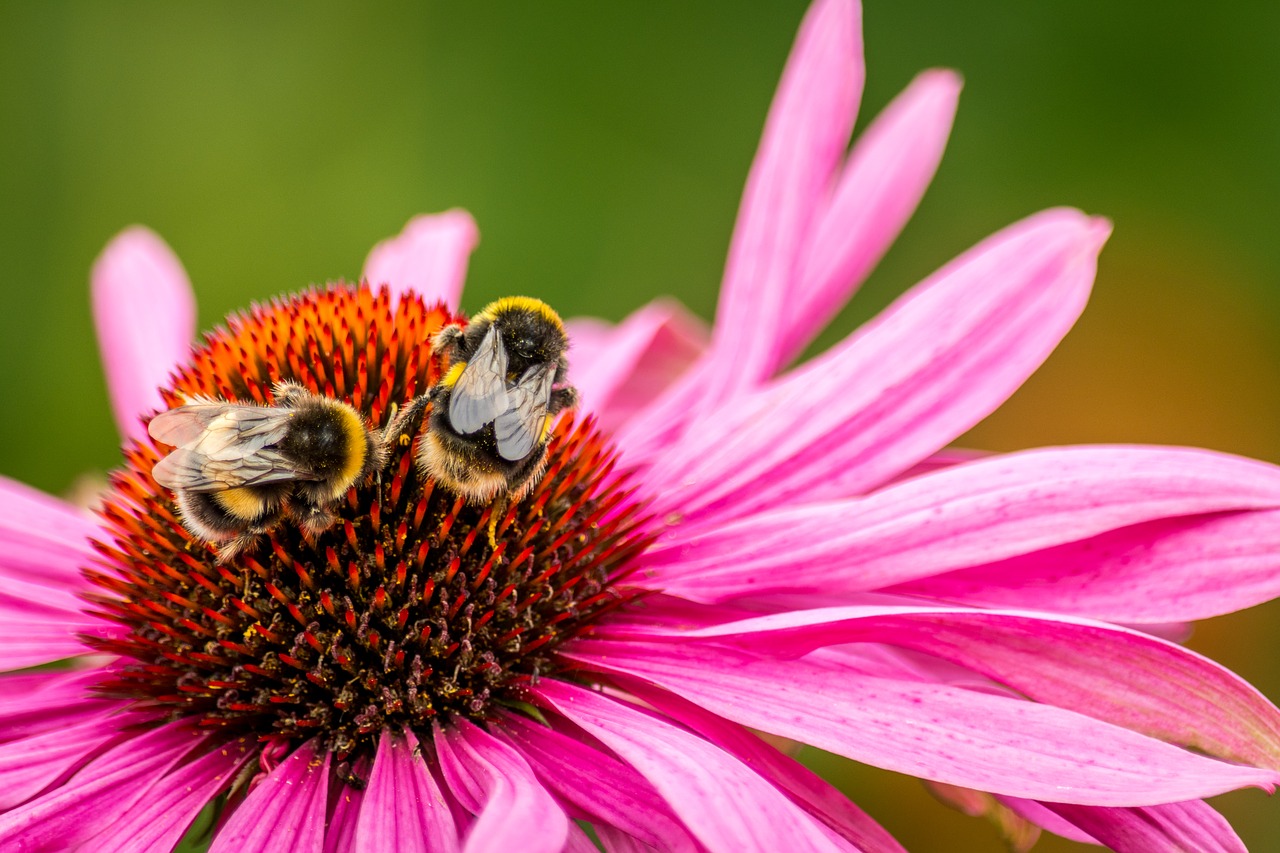 bee flower bumblebee free photo