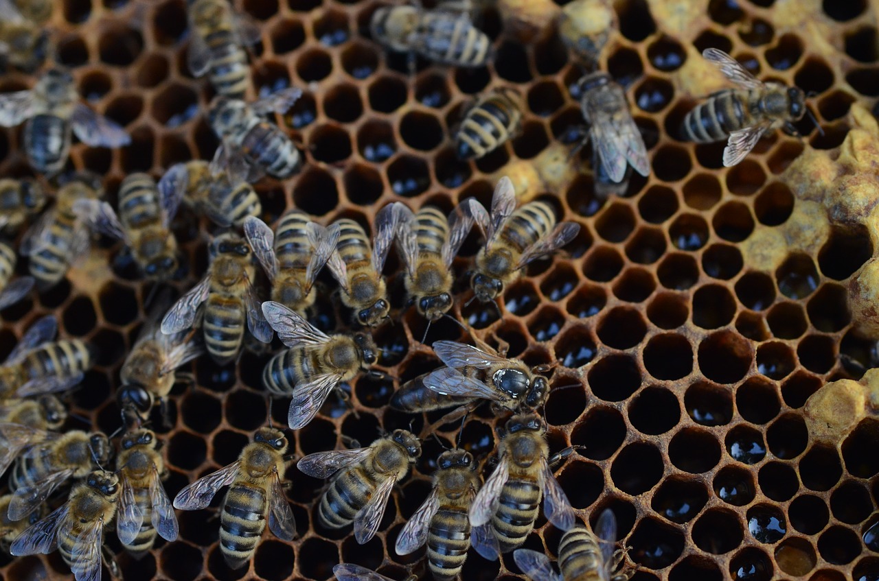 bee honey hive free photo