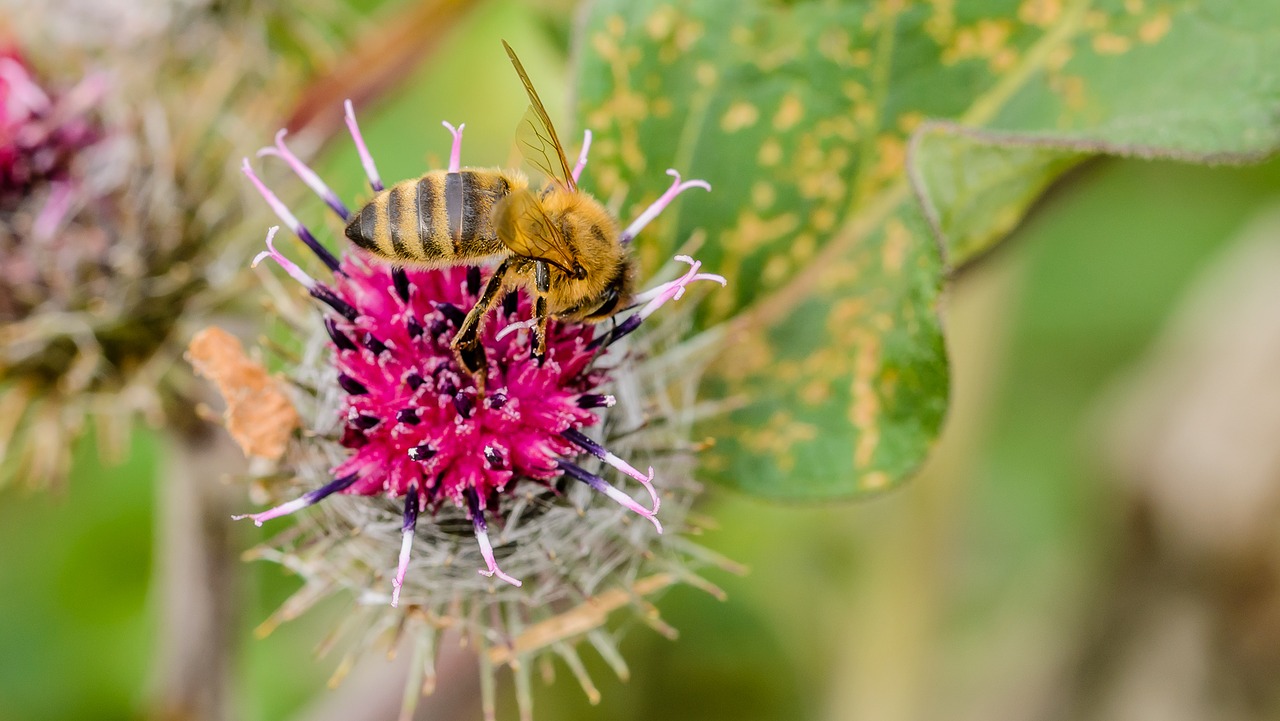 bee summer natural free photo