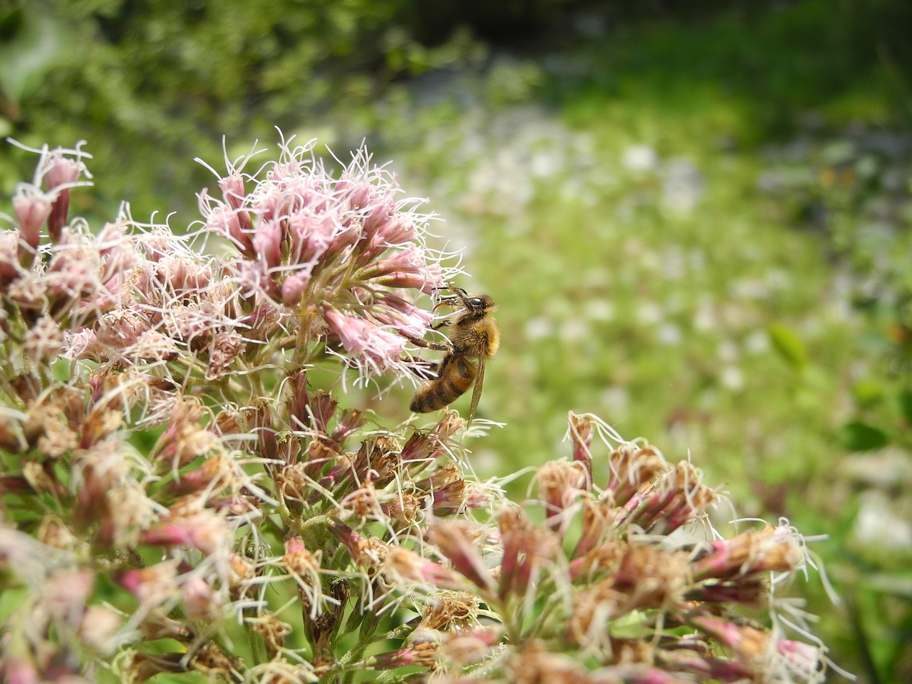 bee animal forage free photo