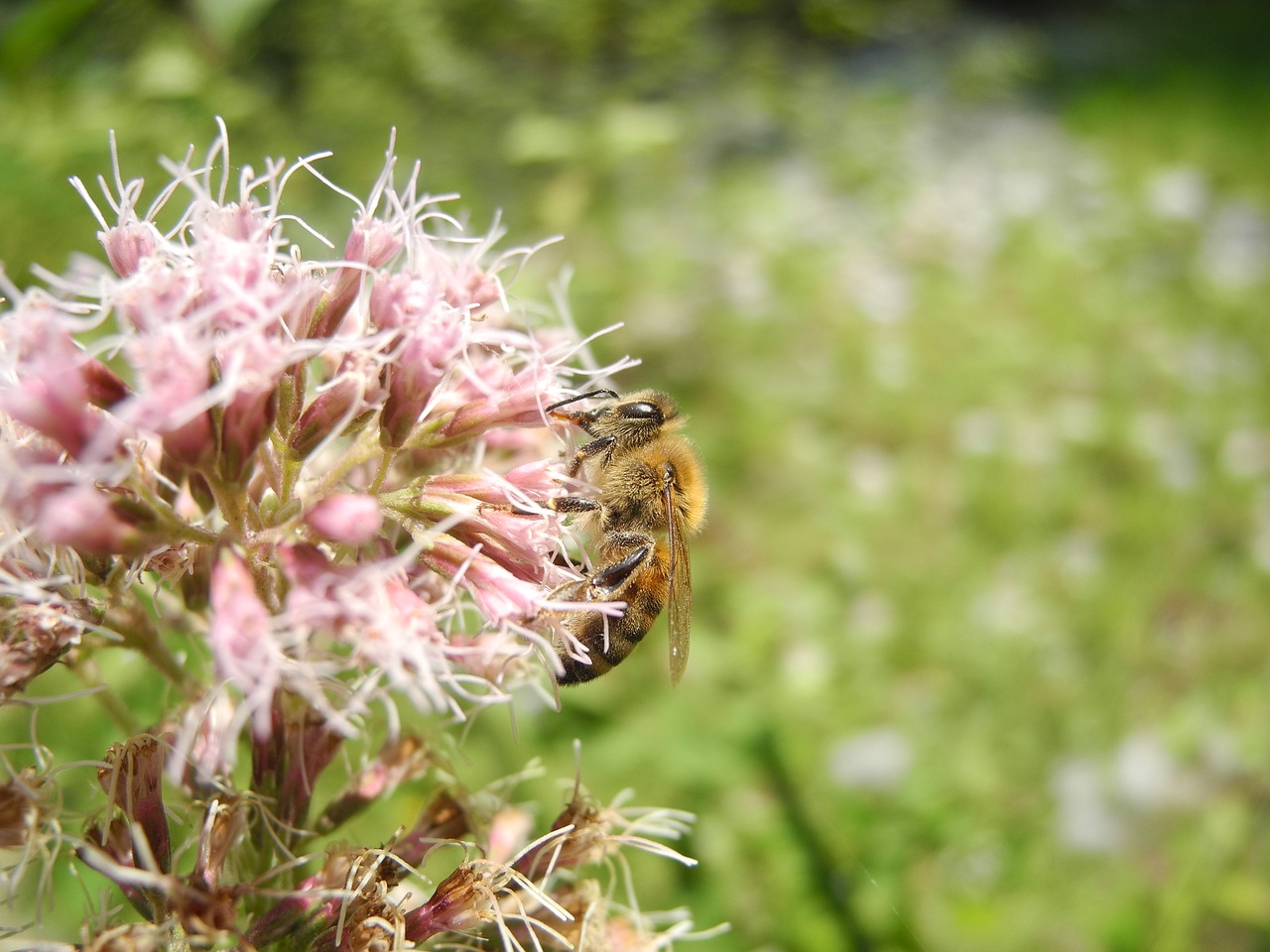 bee animal forage free photo