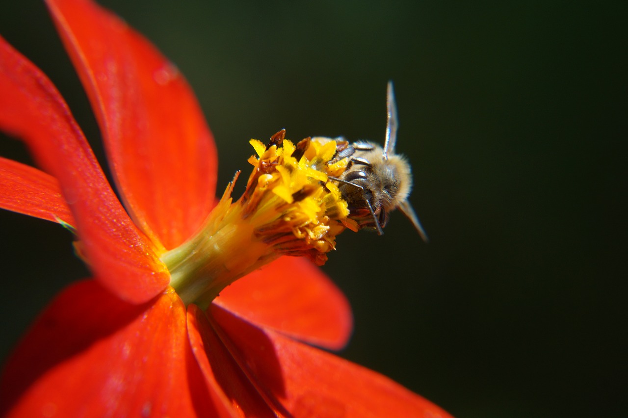 bee pollination leaves free photo