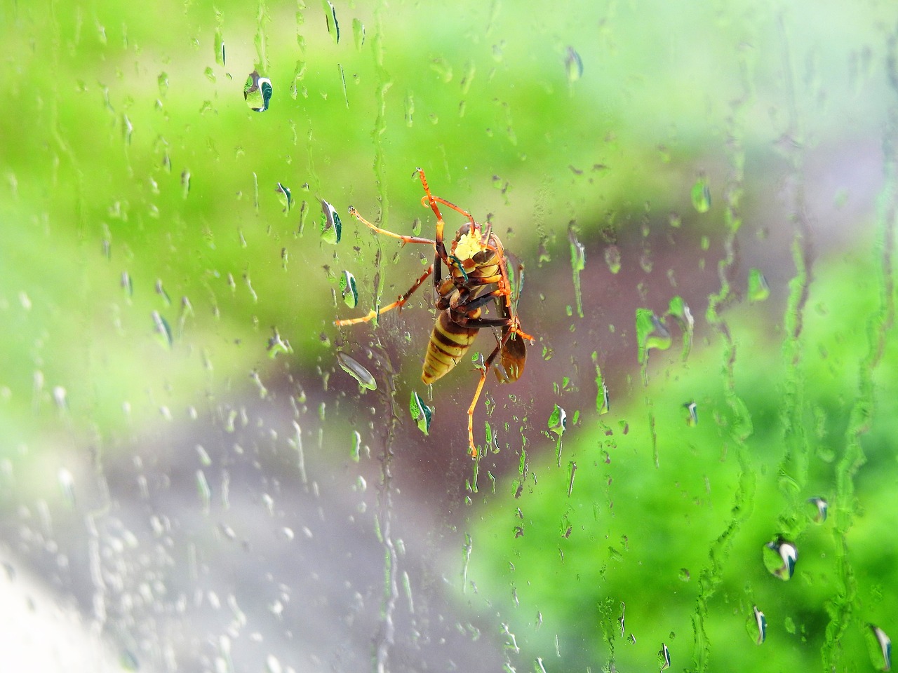 bee wasp window free photo