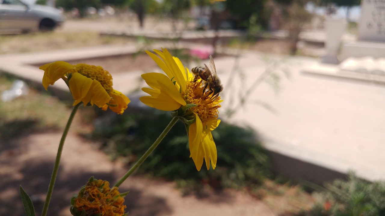 bee flower wild free photo