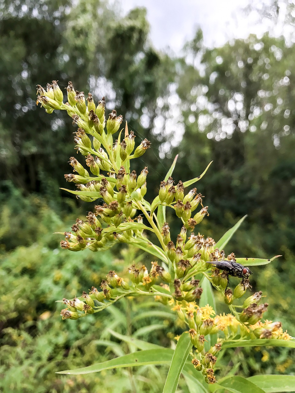 bee hummel wasp free photo