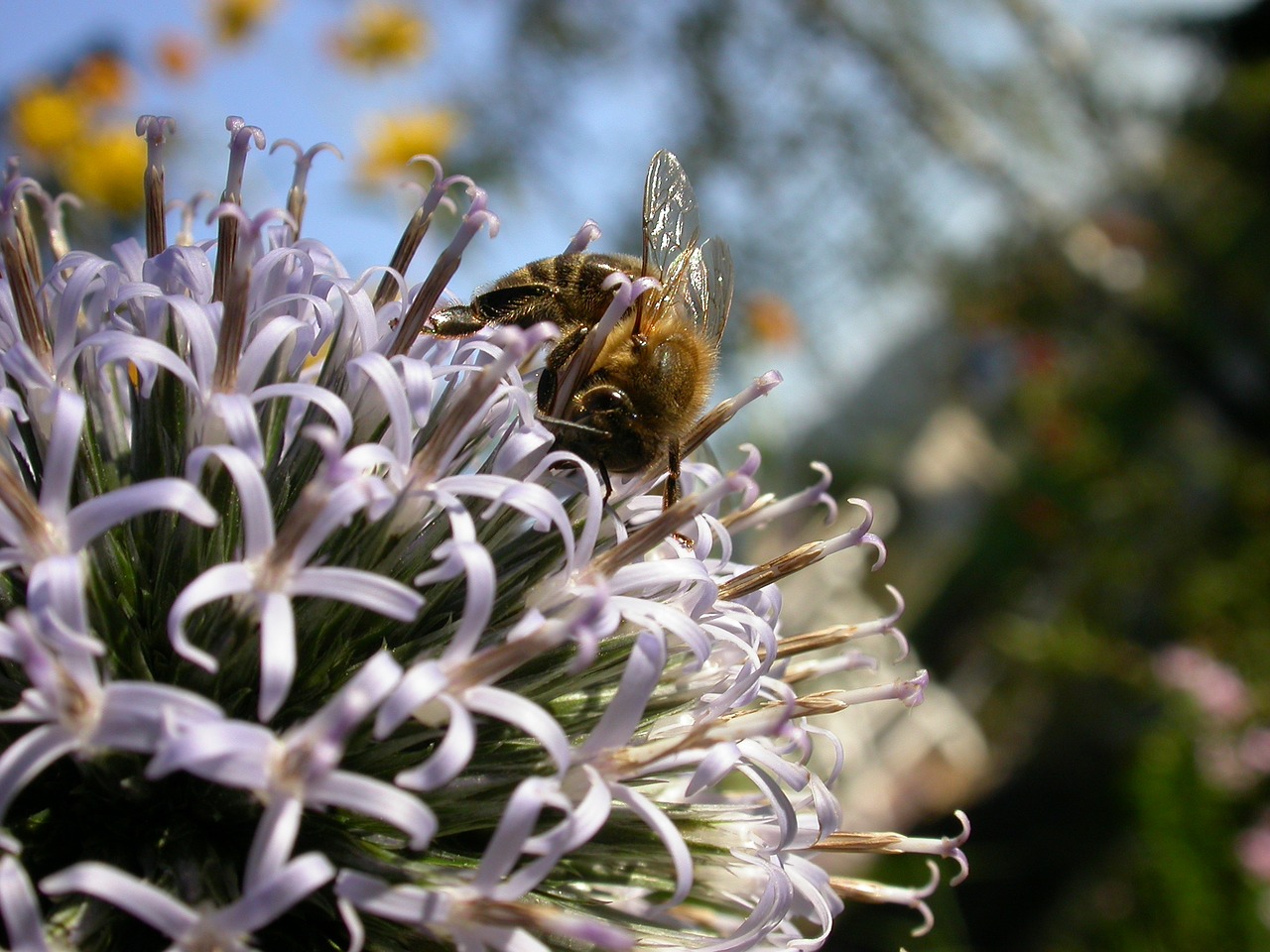 bee nectar blossom free photo