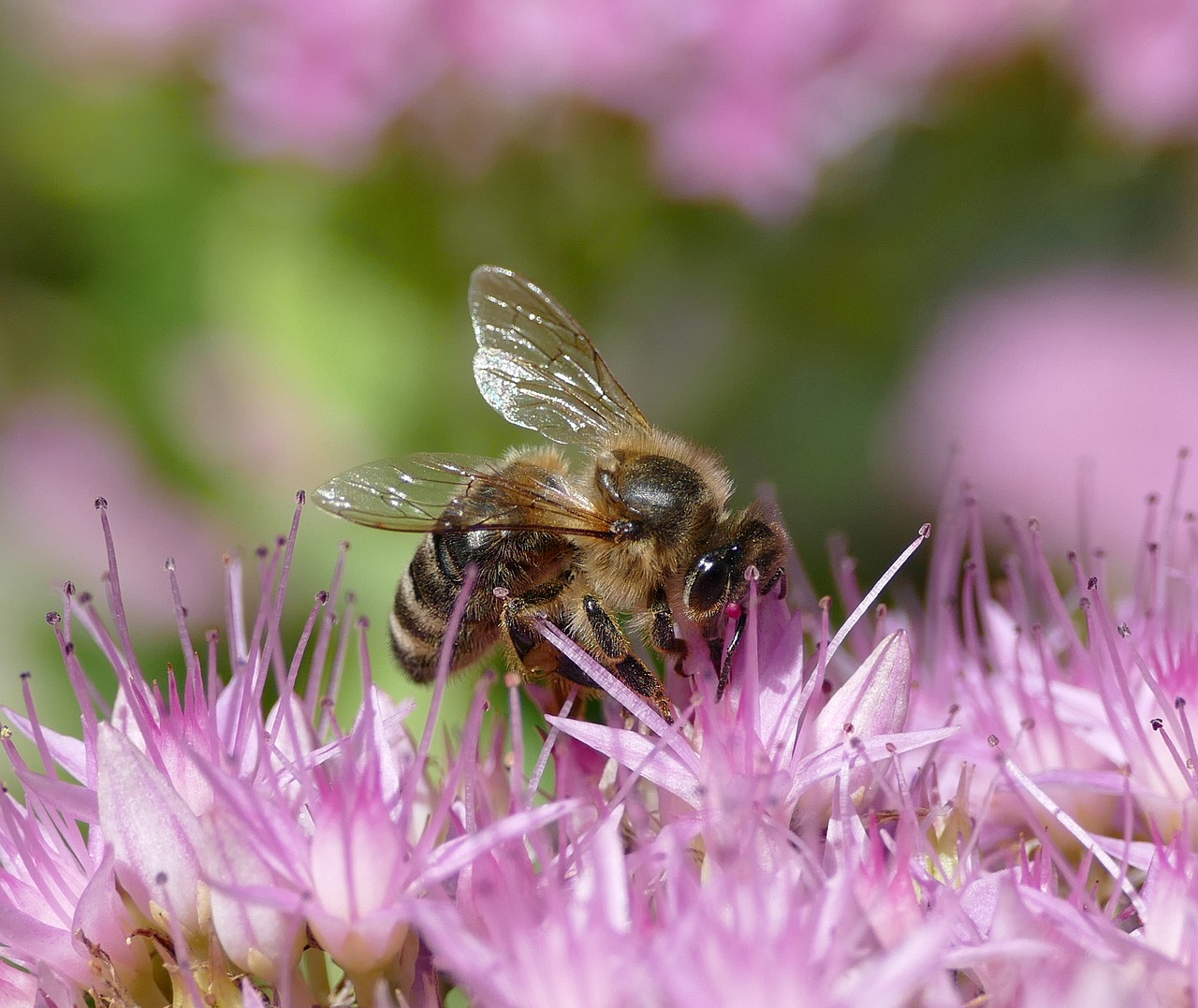 bee insect apis mellifica free photo