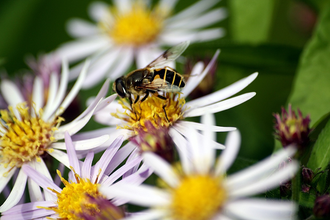 bee walk in the park pollination free photo